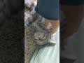 Grey Tabby Cat Really Enjoy The Scratches