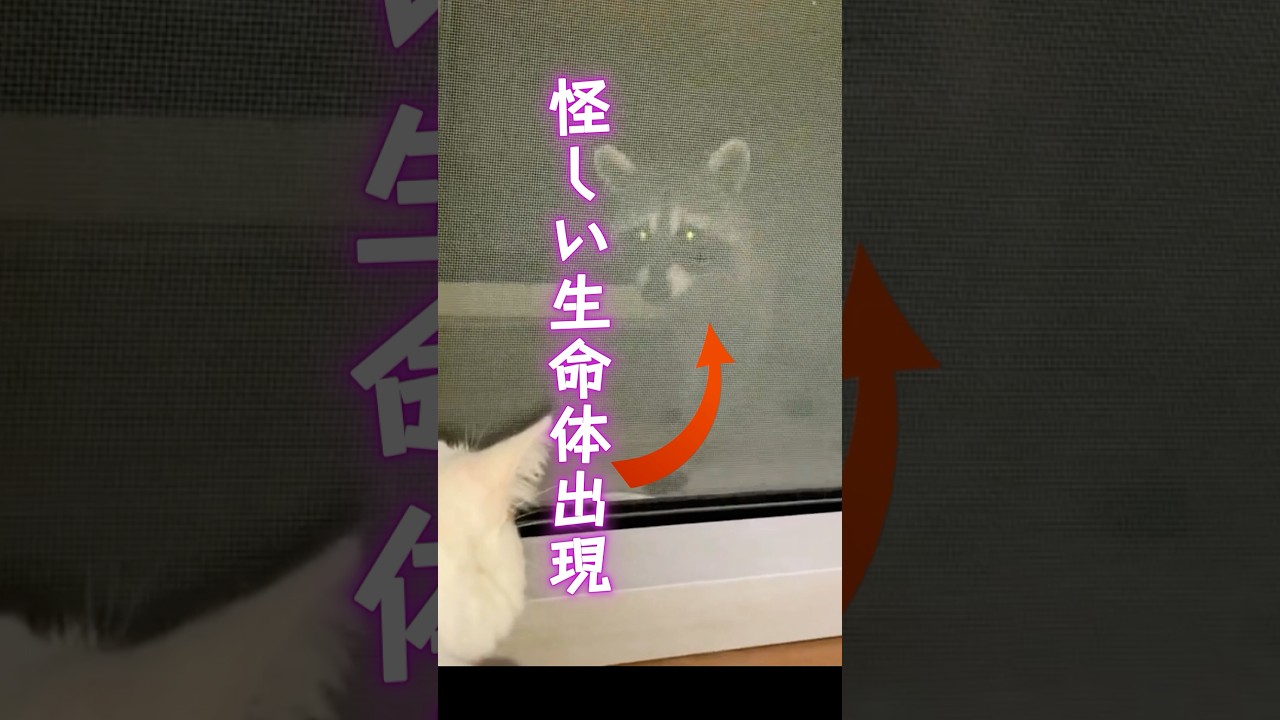 猫の目の前に突然現れた怪しい奴！#shorts #猫のいる暮らし #cat