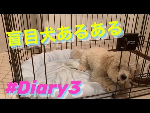 盲目の犬の世話