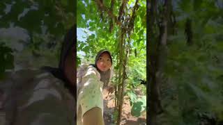 Download lagu Cape gooseberry, if it's busy, continue part 2 #adayinmylife #minivlog #harvest mp3 Download lagu Cape gooseberry, if it's busy, continue part 2 #adayinmylife #minivlog #harvest mp3