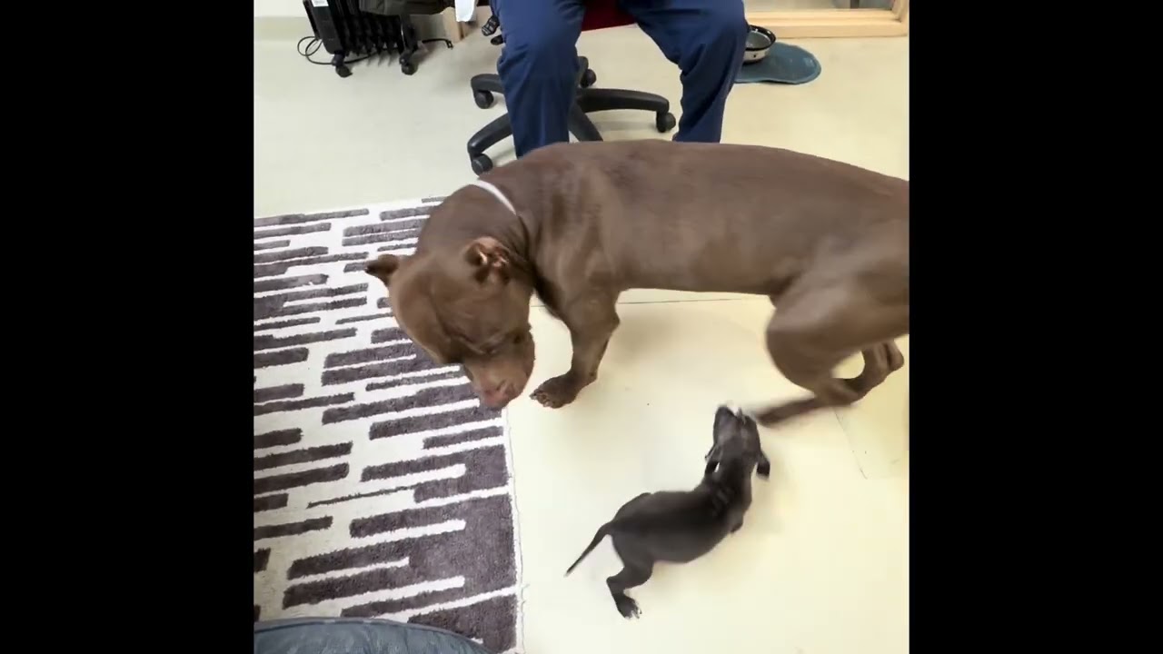 Enlarge Odin- #50241, a ADOPTABLE American Bully in Columbia, MD video 1/5