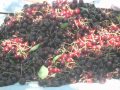 Turkish cherry, for Super Harvest Group,