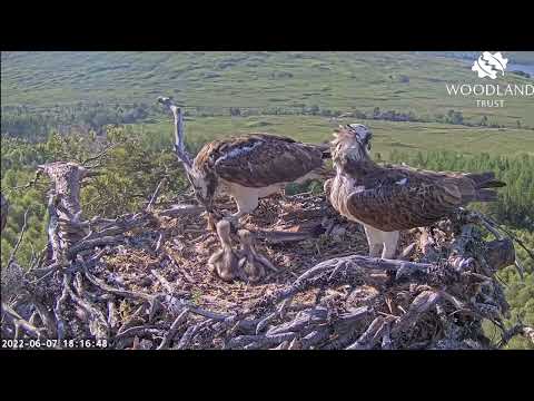 Loch Arkaig Osprey chicks stop fighting and get a feed from mum when dad brings fish 7 Jun 2022