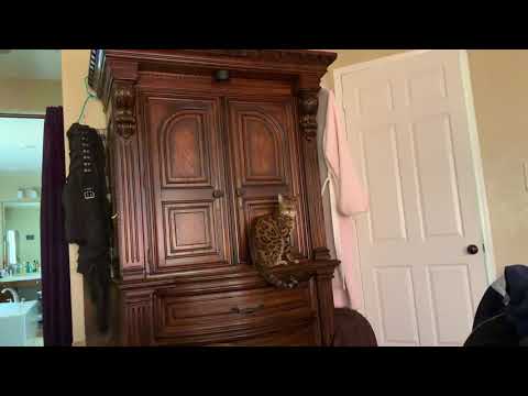 Jungle Bengal cat jumps to his bed.