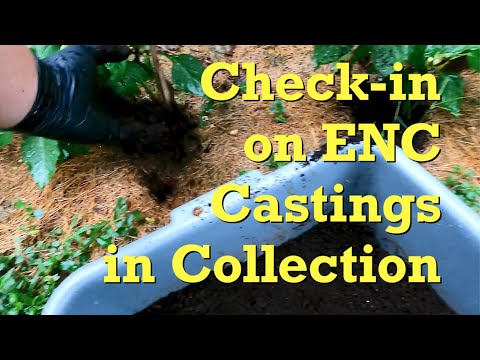 2nd check on vermicompost collection, this time the ENC castings - worm farm