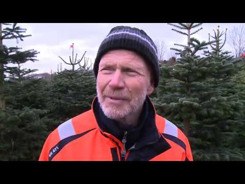 Full fart i julgransskogen