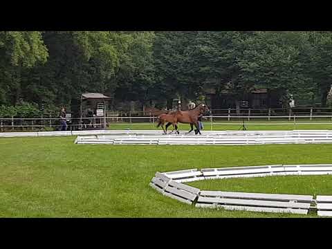 Stutfohlen von Action Blue x Balou du Rouet