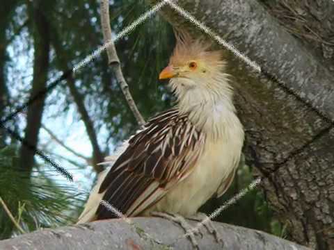 Ha pilincho - Reseda y Dúo Quintana Escalante