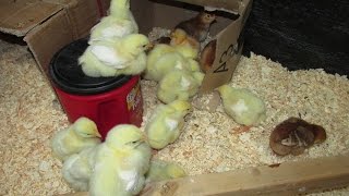 Raising Chicks Off Grid: No Electricity Brooder Update