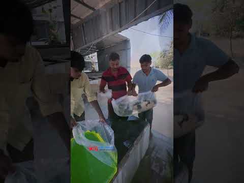 Premium jumbo kois are sold out and shipped to Madurai... ☎️ @ +91 7397224998