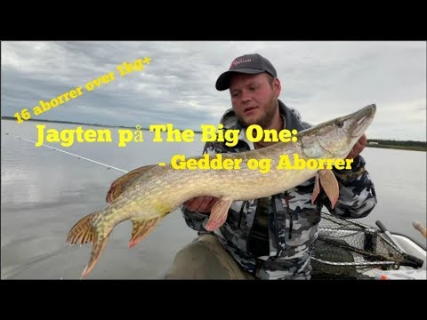 Gedder og Aborrer