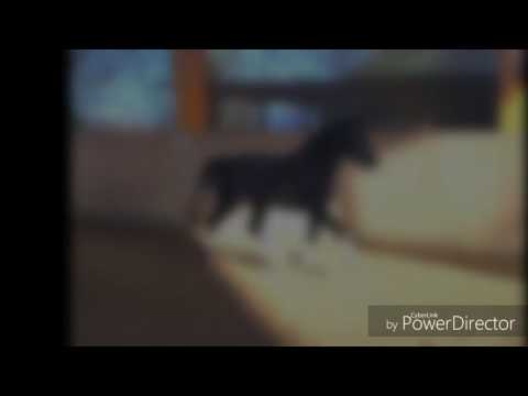 Holsteiner Stute von Calandro x Caretino x Loutano