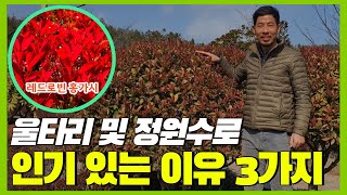 레드로빈 홍가시 나무가 울타리 및 정원수로 인기 있는 이유 3가지(울타리 나무, 생울타리, 정원수 추천)