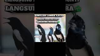 Download lagu SIMULASI LOMBA KACER GACOR TARUNG KONSLET DIJAMIN EMOSI NAIK BUNYI NEMBAK #kacerfighter #kacer mp3