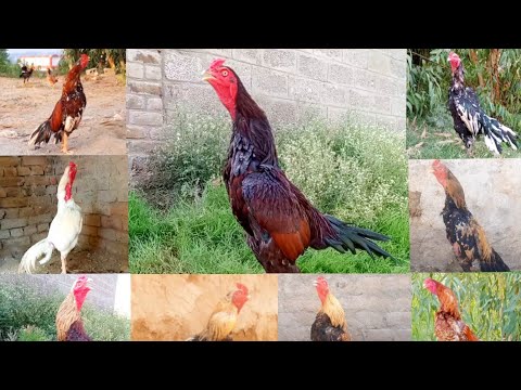 Aseel Roosters Crowing _ Compilation | Rooster Crowing _ Compilation Plus Sound Effects  P2