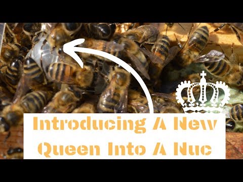 Introducing A New Mated Queen Into A Nuc (Nucleus)
