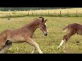 Foal par United Touch