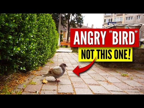 Walking in Central Park, Caransebes, Romania | City Walks