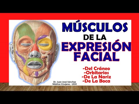 🥇 MUSCLES of FACIAL EXPRESSION and SKULL