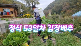 텃밭농사. 정식 53일차 김장배추는? 충전분무기. 유기산칼슘
