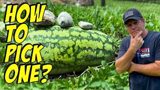 Watermelon Growers DO NOT Want You To See This!