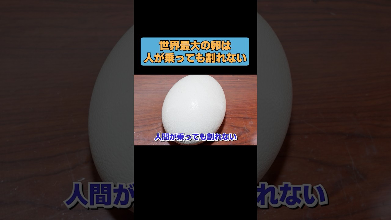 #animals #オールマイティラボ #動物