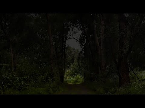 Forest Road Thunderstorm | On Your Way Home From a Hike | Calm Before the Storm | 3 HOURS