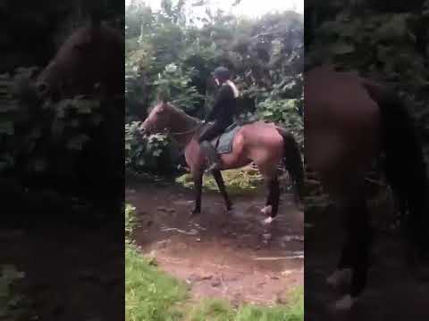 Sport Horse - Image 2