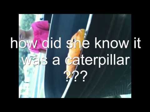 An Amazing Story Of A Caterpillar