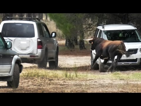 Arrabal del Portillo 2023 Se Escapa El Toro Último Encierro