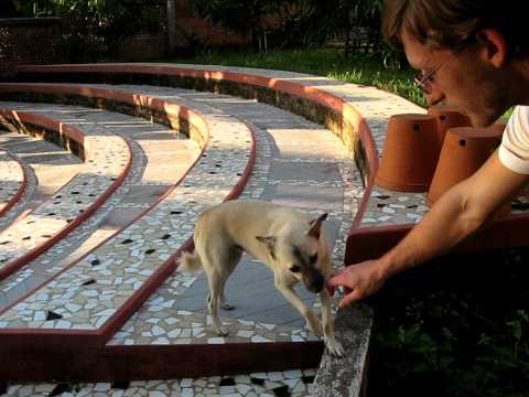 Dog at the International Institute for Social Entrepreneurs (Trivandrum, Kerala)