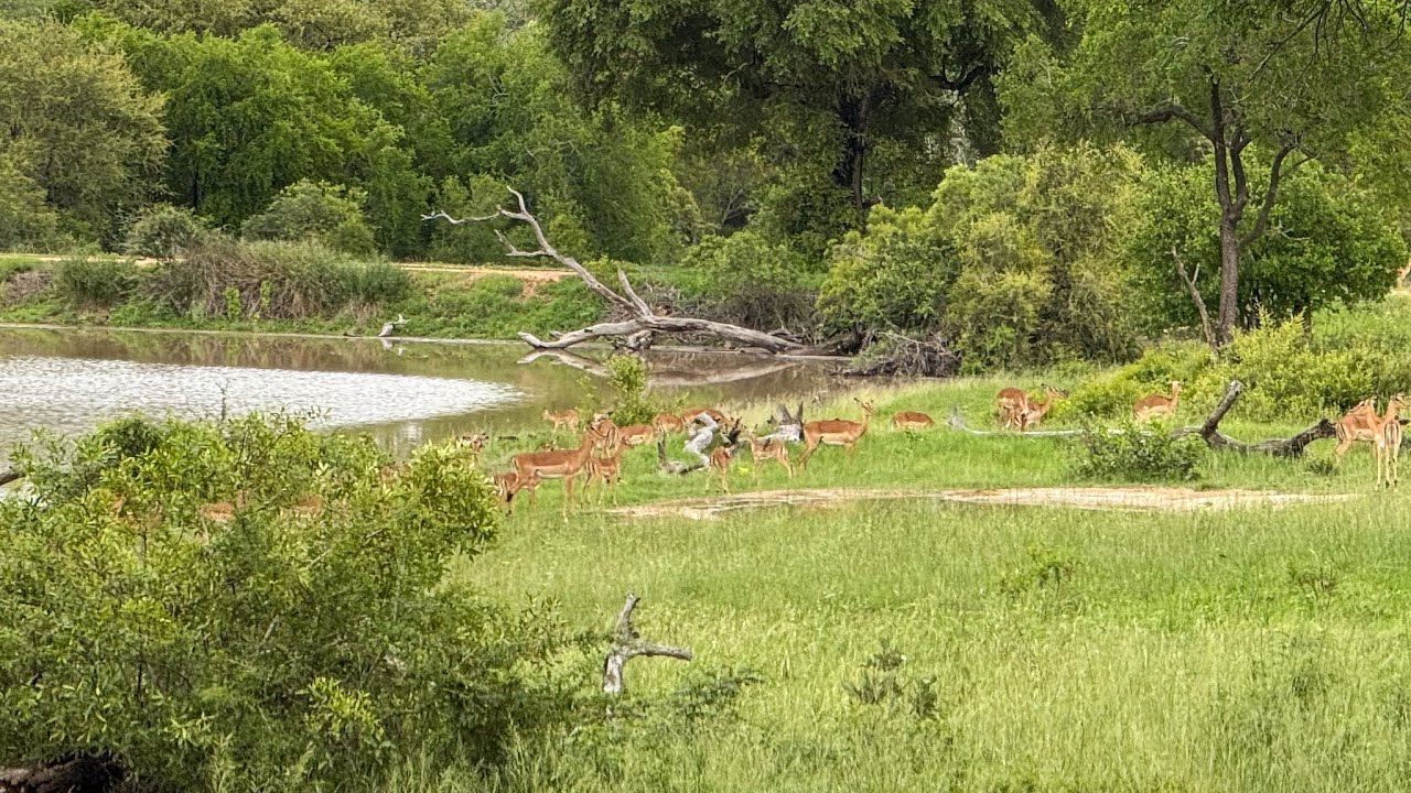 Live webcam view of Djuma Waterhole Wildlife Cam