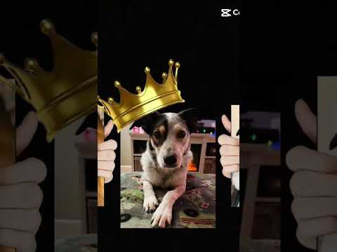 Lucy is so cute. #cutedogs #cute #dogs #dog #dogies #fatdog #cutedog #tutorial