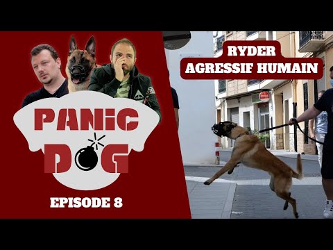 Malinois AGRESSIF humain - PANIC DOG Ep8