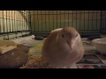 Dove Laughing And Cooing