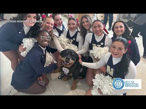 Meet the Breeds 2026: The ultimate FOX 5 special for dog lovers - YouTube