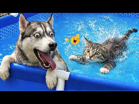 Best Of The Funny Animal Videos 😹🐶 Funniest Cat & Dog Moments Ever Recorded 🤣