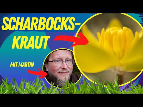 Scharbockskraut - Wildkräuter-Wissen