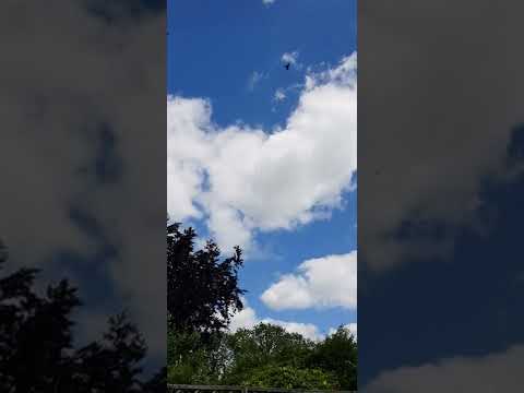 Circling Crows with the knotman