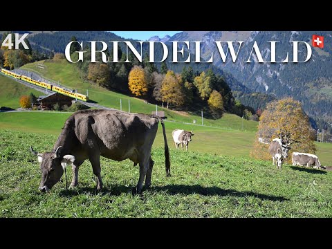 The Most Beautiful Autumn Hike in Switzerland To Grindelwald | Silent Hike with Nature Sounds 4K
