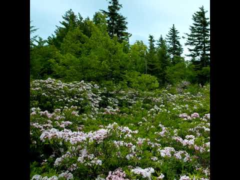 aye6 - Flowers w/ palmtri