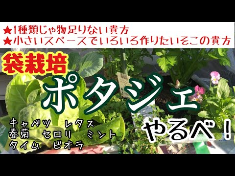 一年中香りや味を楽しむために、2月にどのハーブを植えるかを知っておくと良いでしょう。  庭園