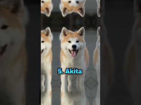 #Top 10 dangerous dogs#dogs