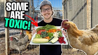 What Kitchen Scraps Your Chickens Can And CANT Eat! Some Are Toxic For Chickens!