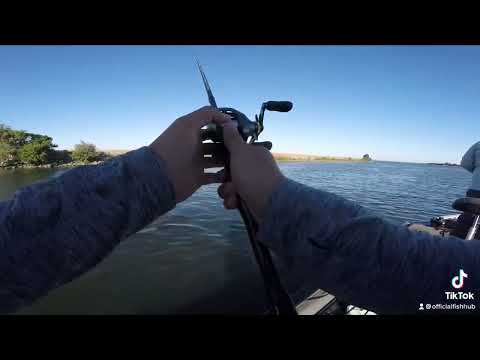 Boat flipping big bass with the Shimano Poison Adrena 7’4 H LM