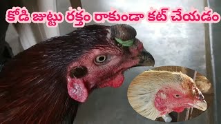 Rooster dubbing | comb removed without blood | new technique for comb remove