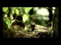TVC Djarum Trees For Life Tahun 2007