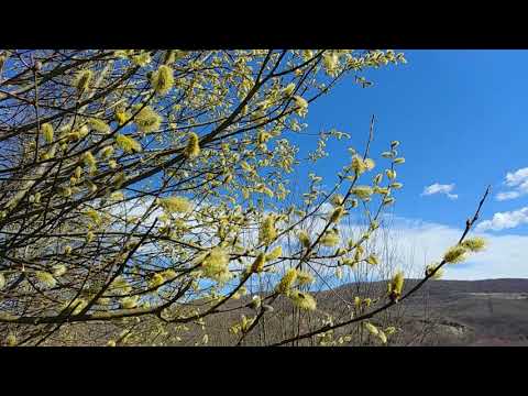 Great Tit Bird Song