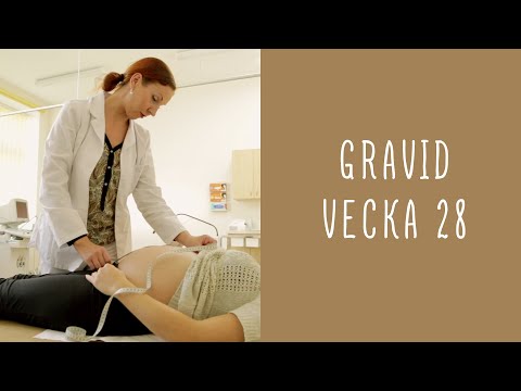 Gravid vecka 28