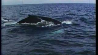 preview picture of video 'The Humpbacks of Trinity Bay (August 1980) Robbins Barstow'